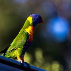 Trichoglossus moluccanus (Rainbow Lorikeet) at Jerrabomberra, NSW - 13 Jan 2022 by MarkT