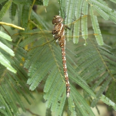 Adversaeschna brevistyla (Blue-spotted Hawker) at Googong Foreshore - 20 Jan 2022 by Steve_Bok