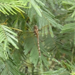 Adversaeschna brevistyla at Yarrow, NSW - 20 Jan 2022