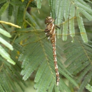 Adversaeschna brevistyla at Yarrow, NSW - 20 Jan 2022