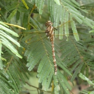 Adversaeschna brevistyla at Yarrow, NSW - 20 Jan 2022