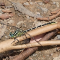 Austrogomphus guerini (Yellow-striped Hunter) at Yarrow, NSW - 20 Jan 2022 by SteveBorkowskis