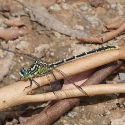 Austrogomphus guerini (Yellow-striped Hunter) at Yarrow, NSW - 20 Jan 2022 by SteveBorkowskis