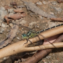 Austrogomphus guerini at Yarrow, NSW - 20 Jan 2022 03:30 PM