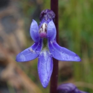 Lobelia gibbosa at Sassafras, NSW - 19 Jan 2022