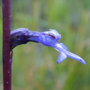 Lobelia gibbosa at Sassafras, NSW - 19 Jan 2022 02:34 AM