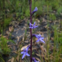 Lobelia gibbosa at Sassafras, NSW - 19 Jan 2022 02:34 AM