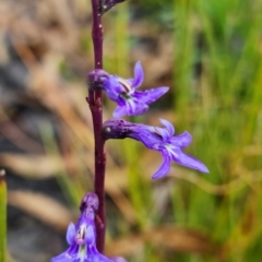 Lobelia gibbosa at Sassafras, NSW - 19 Jan 2022 02:34 AM