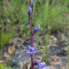 Lobelia gibbosa at Sassafras, NSW - 19 Jan 2022 02:34 AM