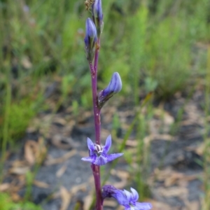 Lobelia gibbosa at Sassafras, NSW - 19 Jan 2022 02:34 AM