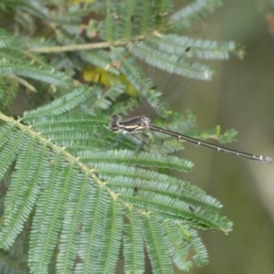 Austroargiolestes icteromelas at Yarrow, NSW - 20 Jan 2022