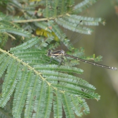 Austroargiolestes icteromelas (Common Flatwing) at QPRC LGA - 20 Jan 2022 by Steve_Bok