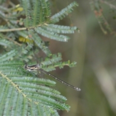 Austroargiolestes icteromelas at Yarrow, NSW - 20 Jan 2022