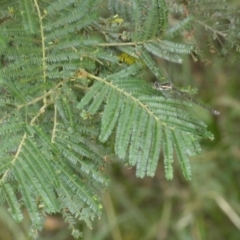 Austroargiolestes icteromelas at Yarrow, NSW - 20 Jan 2022