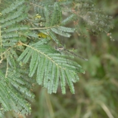 Austroargiolestes icteromelas at Yarrow, NSW - 20 Jan 2022