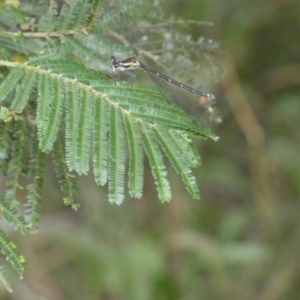 Austroargiolestes icteromelas at Yarrow, NSW - 20 Jan 2022