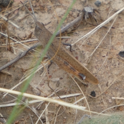 Goniaea opomaloides (Mimetic Gumleaf Grasshopper) at QPRC LGA - 20 Jan 2022 by Steve_Bok