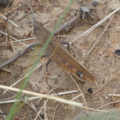 Goniaea opomaloides (Mimetic Gumleaf Grasshopper) at Yarrow, NSW - 20 Jan 2022 by SteveBorkowskis