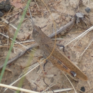 Goniaea opomaloides at Yarrow, NSW - 20 Jan 2022