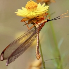 Nymphes myrmeleonoides (Blue eyes lacewing) at Red Hill to Yarralumla Creek - 20 Jan 2022 by LisaH