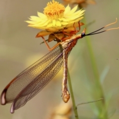 Nymphes myrmeleonoides (Blue eyes lacewing) at Hughes Grassy Woodland - 20 Jan 2022 by LisaH