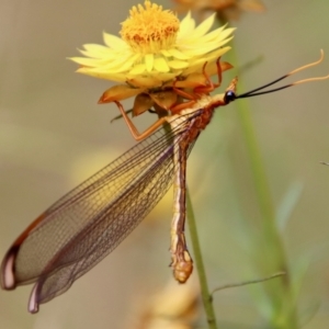 Nymphes myrmeleonoides at Hughes, ACT - 20 Jan 2022 06:23 PM