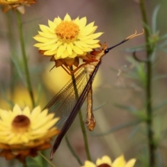 Nymphes myrmeleonoides at Hughes, ACT - 20 Jan 2022