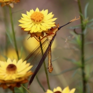 Nymphes myrmeleonoides at Hughes, ACT - 20 Jan 2022