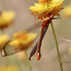 Nymphes myrmeleonoides at Hughes, ACT - 20 Jan 2022