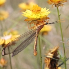 Nymphes myrmeleonoides at Hughes, ACT - 20 Jan 2022