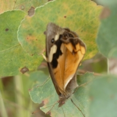 Heteronympha merope at Yarrow, NSW - 20 Jan 2022