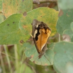 Heteronympha merope at Yarrow, NSW - 20 Jan 2022