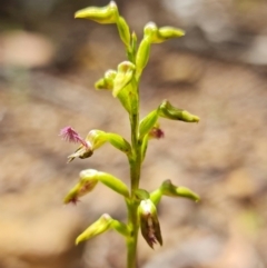 Corunastylis apostasioides (Freak Midge orchid) at Jerrawangala, NSW - 20 Jan 2022 by RobG1