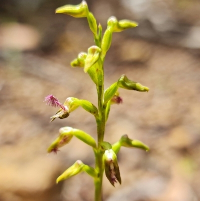 Corunastylis apostasioides (Freak Midge orchid) at Jerrawangala National Park - 20 Jan 2022 by RobG1