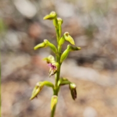 Corunastylis apostasioides at Jerrawangala, NSW - 20 Jan 2022