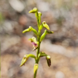 Corunastylis apostasioides at Jerrawangala, NSW - suppressed