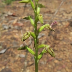 Corunastylis apostasioides at Jerrawangala, NSW - suppressed