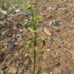 Corunastylis apostasioides at Jerrawangala, NSW - suppressed