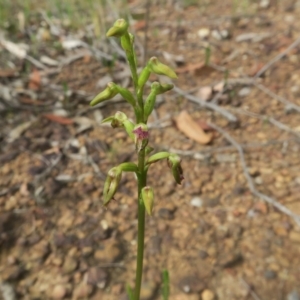 Corunastylis apostasioides at Jerrawangala, NSW - 20 Jan 2022