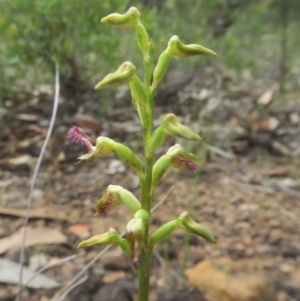 Corunastylis apostasioides at Jerrawangala, NSW - 20 Jan 2022