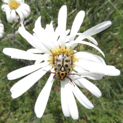 Neorrhina punctata (Spotted flower chafer) at Namadgi National Park - 20 Jan 2022 by RobParnell