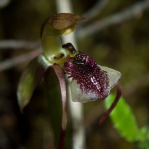 Chiloglottis reflexa at Jerrabomberra, NSW - 20 Jan 2022