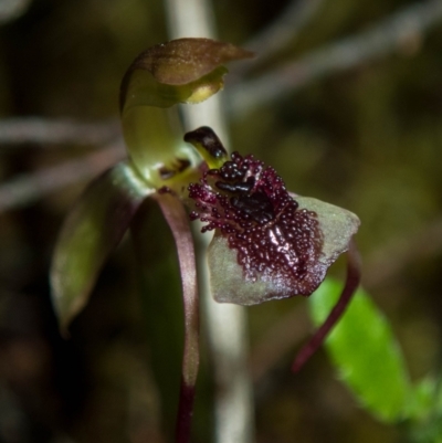 Chiloglottis reflexa (Short-clubbed Wasp Orchid) at Mount Jerrabomberra - 20 Jan 2022 by dan.clark