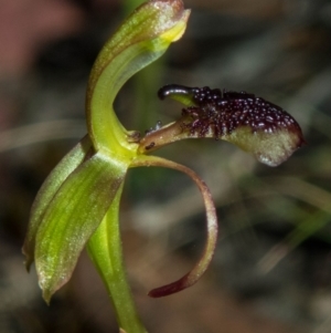 Chiloglottis reflexa at Jerrabomberra, NSW - 20 Jan 2022