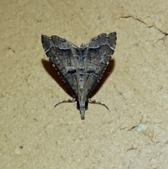 Diplopseustis perieresalis (Eastern Black Tabby) at Jerrabomberra, NSW - 20 Jan 2022 by SteveBorkowskis
