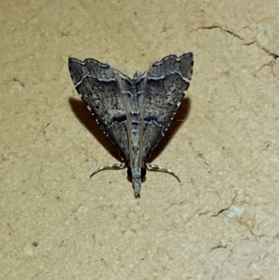 Diplopseustis perieresalis (Eastern Black Tabby) at Jerrabomberra, NSW - 20 Jan 2022 by SteveBorkowskis