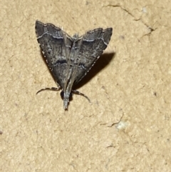 Diplopseustis perieresalis at Jerrabomberra, NSW - suppressed