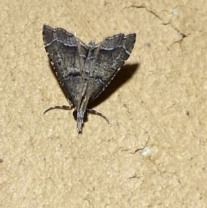 Diplopseustis perieresalis at Jerrabomberra, NSW - suppressed