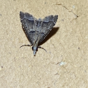 Diplopseustis perieresalis at Jerrabomberra, NSW - 20 Jan 2022