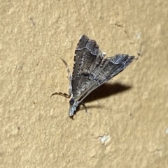 Diplopseustis perieresalis at Jerrabomberra, NSW - suppressed